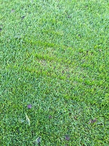Overseeding at Banchory Golf Club solved bare green issue