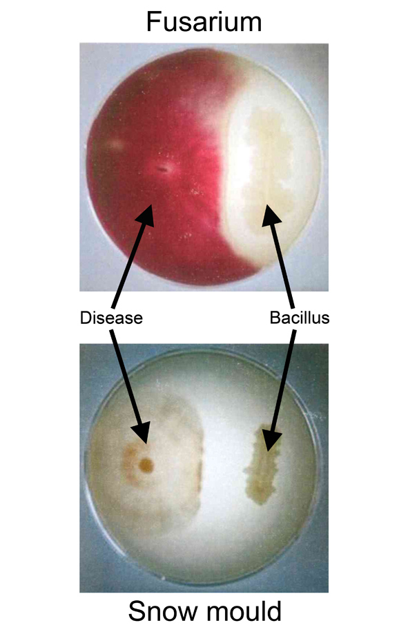 ‘Maintaining healthy rhizosphere conditions is key after warm winter’
