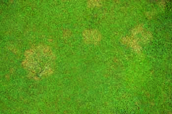 Turf Ribbing Problem How to renovate your turf surfaces following the hot summer ...