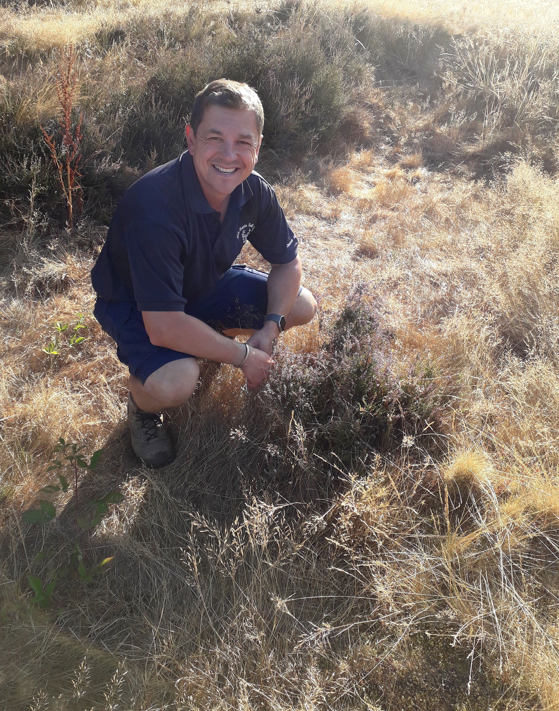 How Mid Herts GC re-established heather