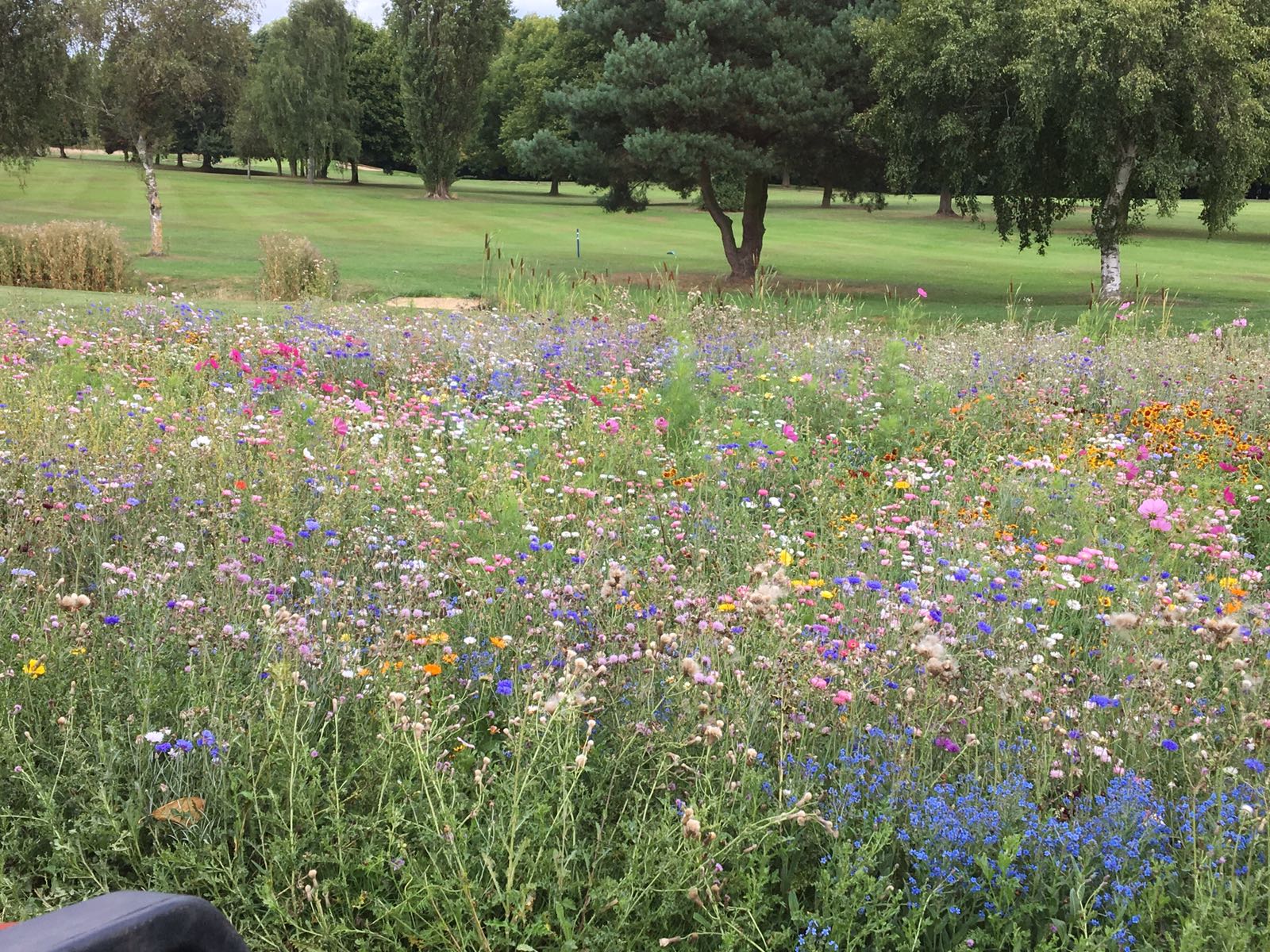 Lilley Brook GC revels in wildflower colours and diversity