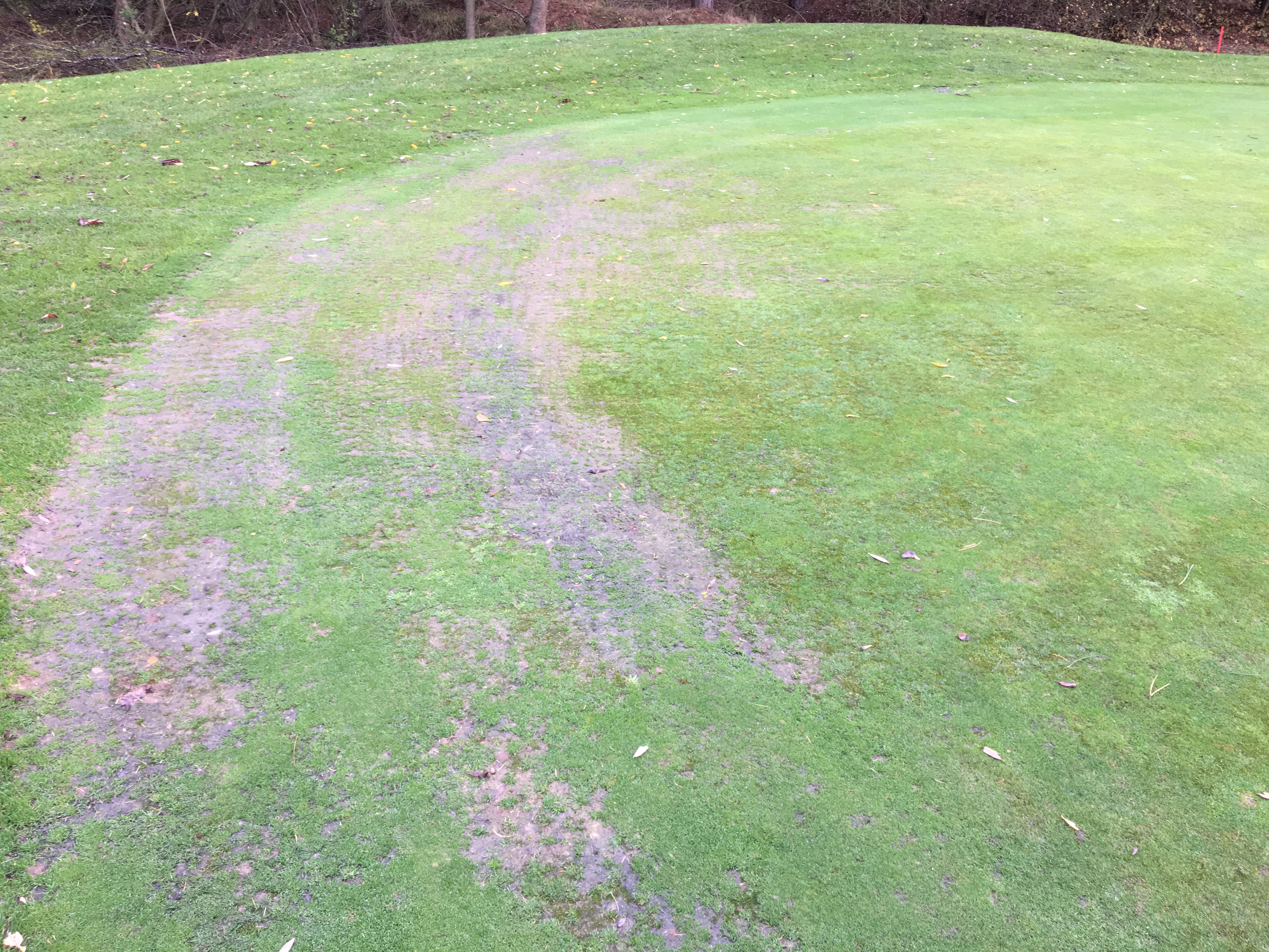 How to achieve putting surface consistency