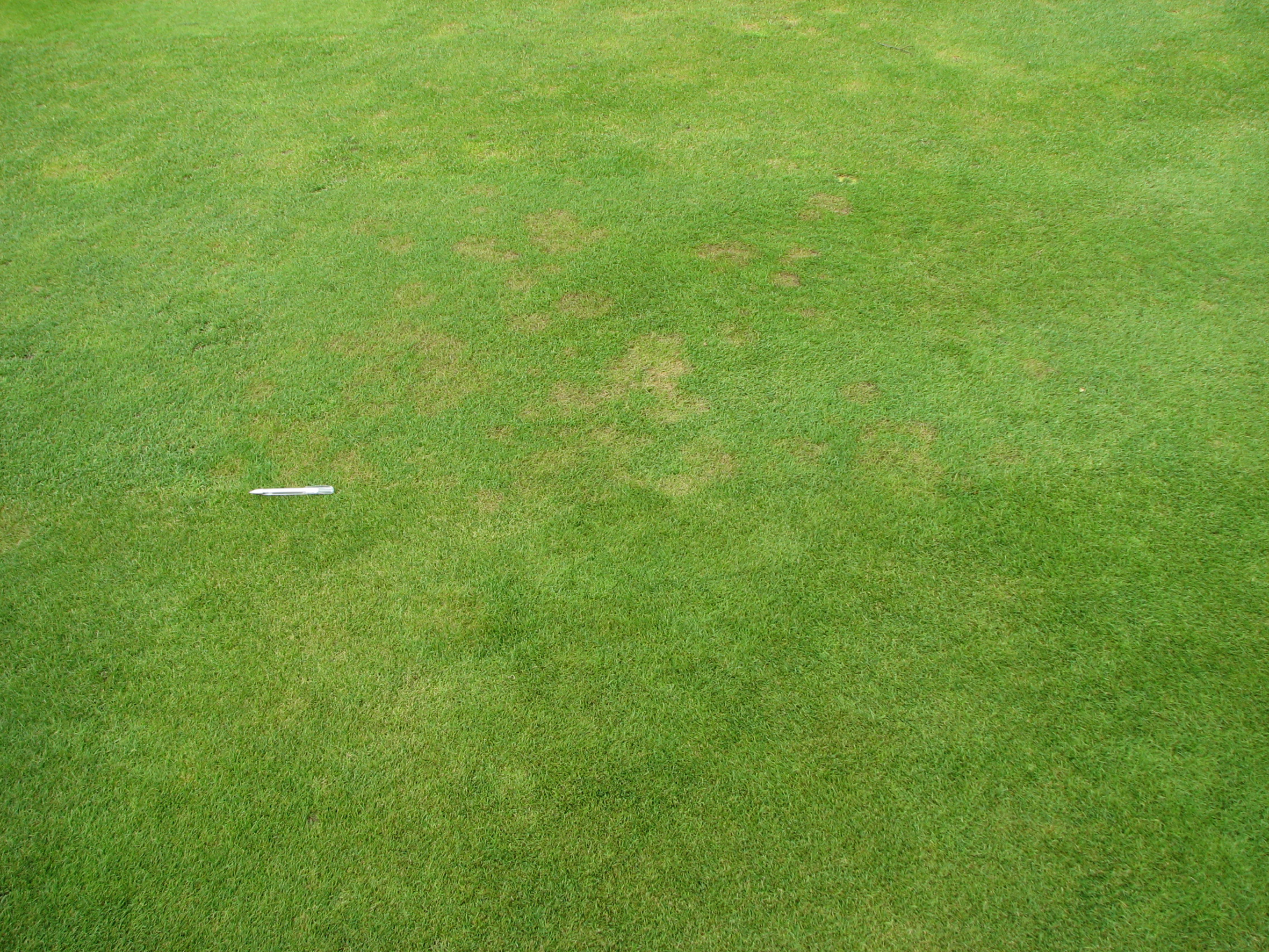 Germinal introduces new seed mixture to its Grade ‘A’ portfolio of golf-specific grass blends