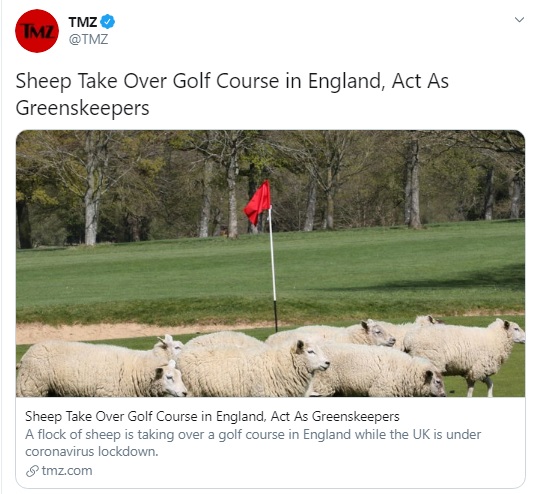 Sheep are taking over golf courses due to the lack of greenkeepers