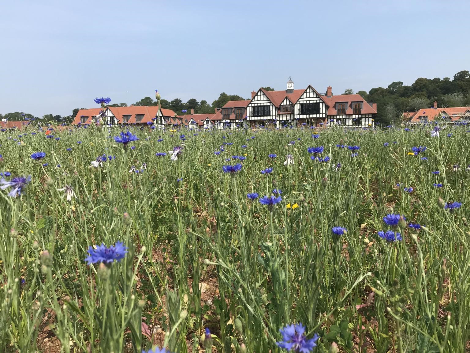 Bespoke DLF Wildflower mix brightens the landscape for HFN