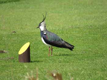 No, golf courses are not bad for the environment