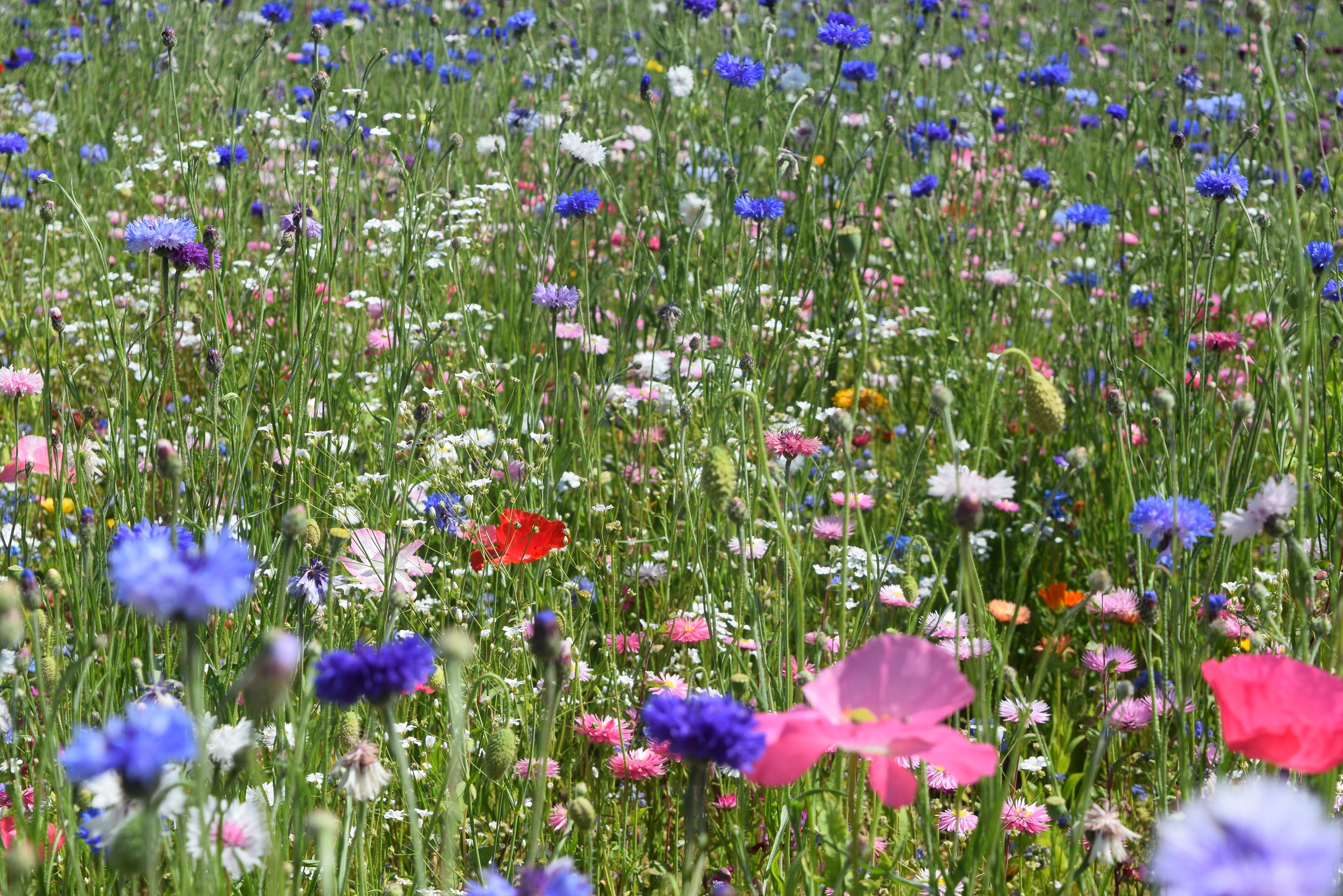 DLF Colour Boost brings conservation closer to home for Wildheart Animal Sanctuary