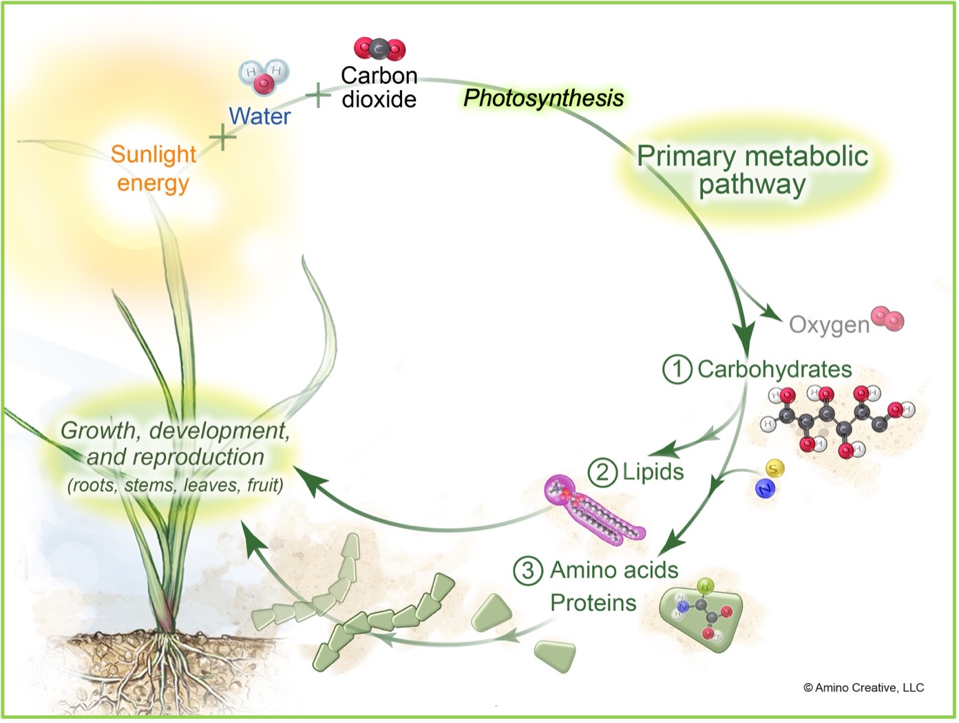 Understanding plant respiration and heat stress
