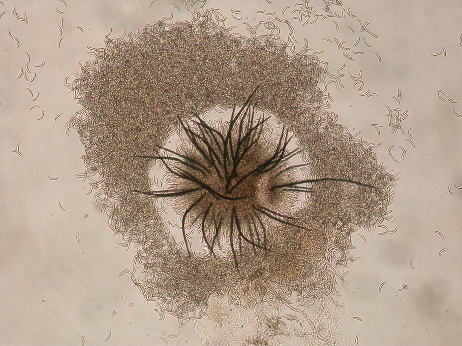 A tank-mix approach to summer turf health