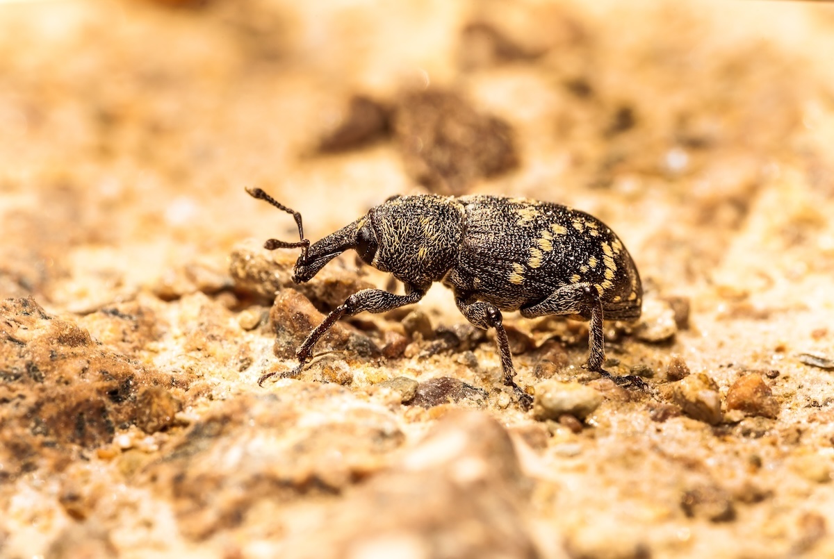 Lanzarta receives full UK approval for pine weevil control